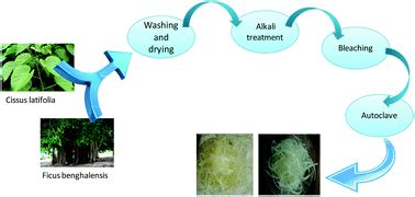 New-fangled sources of cellulose extraction: comparative study of the effectiveness of Cissus ...