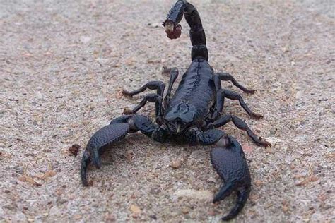 Emperor Scorpion – Detailed Guide: Care, Diet, and Breeding - Shrimp ...