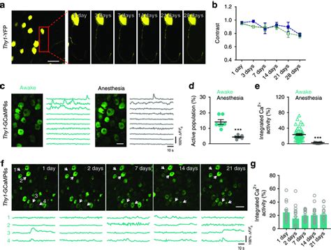 Chronic two-photon imaging of DRG sensory neurons over time. a ...