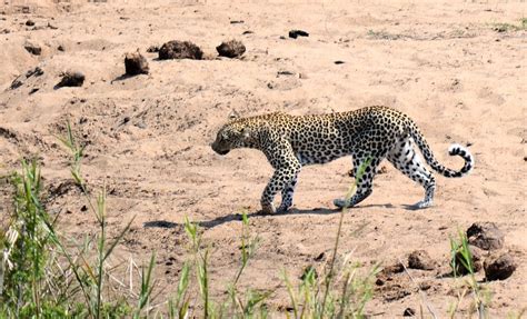 Leopard Kruger Park South Africa - Free photo on Pixabay - Pixabay