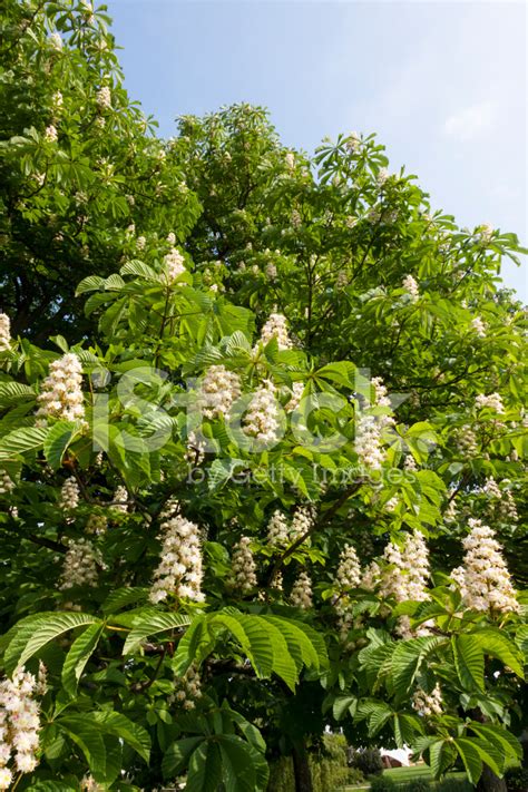 Chestnut Flowers Stock Photo | Royalty-Free | FreeImages