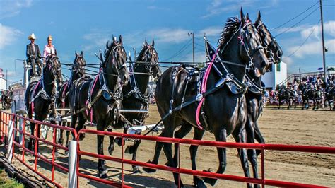 The Majestic Percherons, Clydesdales and Shires Pulling Hitches – Horse ...