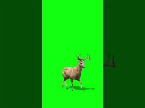 animal-green-screen - Green Screen Memes