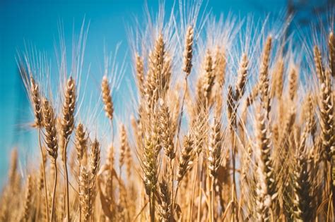 Free Photo | Wheat field