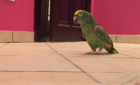 A Parrot Laughing Maniacally Is Kind Of Creepy