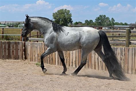 Maybe she's born with it: 5 incredible facts about gaited horses! - Good Horse