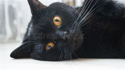 1,515 Cat Eyes Amber Stock Photos - Free & Royalty-Free Stock Photos from Dreamstime