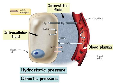 PPT - The urinary system homeostasis and temperature control PowerPoint Presentation - ID:6988686