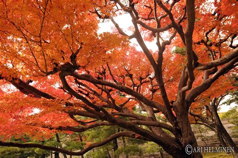 Autumn leaf colors in Japan 紅葉 | Second day in Kyoto was as … | Flickr