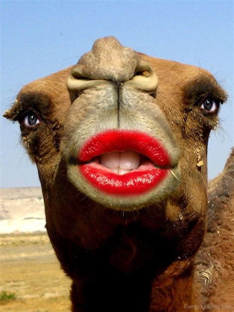 Funny Camel Pictures