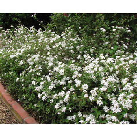 White Trailing Lantana | White flowering shrubs, Lantana, Plants