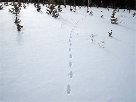 50+ Coyote Tracks In Snow Stock Photos, Pictures & Royalty-Free Images ...