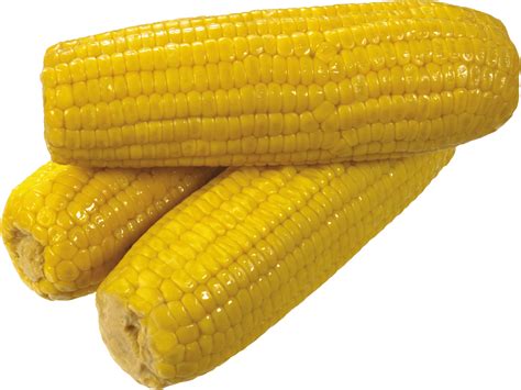 Corn PNG Transparent Images, Pictures, Photos | PNG Arts