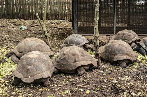 Premium Photo | Giant tortoise on the farm on prison island, zanzibar ...