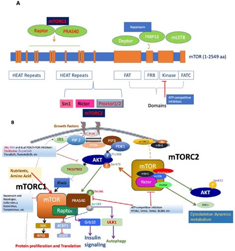 (A). Figure depicting the mTOR structure, consisting of 2549 amino... | Download Scientific Diagram