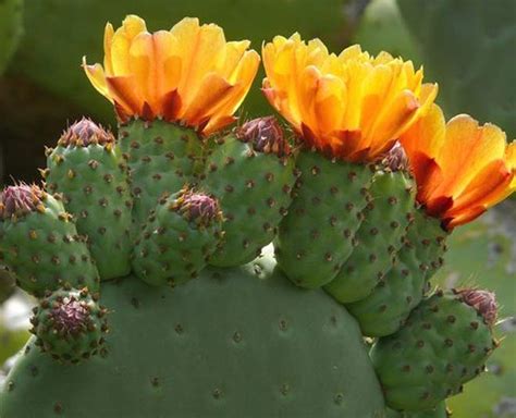 Check Out Some Amazing Health Benefits Of Nopal Cactus | HerZindagi