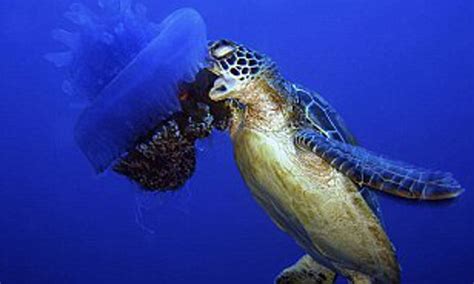 The Leatherback Sea Turtle: The World’s Largest Turtle | PlanetLoveLife.com