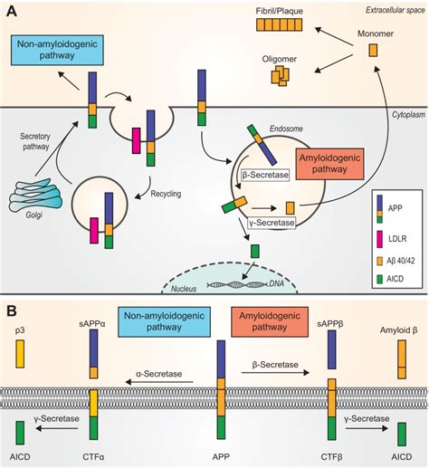 Figure 1 Amyloid ß in Alzheimer’s disease