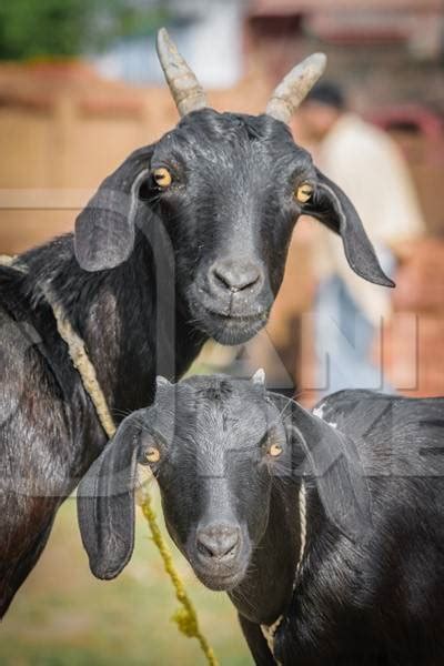 Two black goats mother and baby goat in a village in rural Bihar : Anipixels