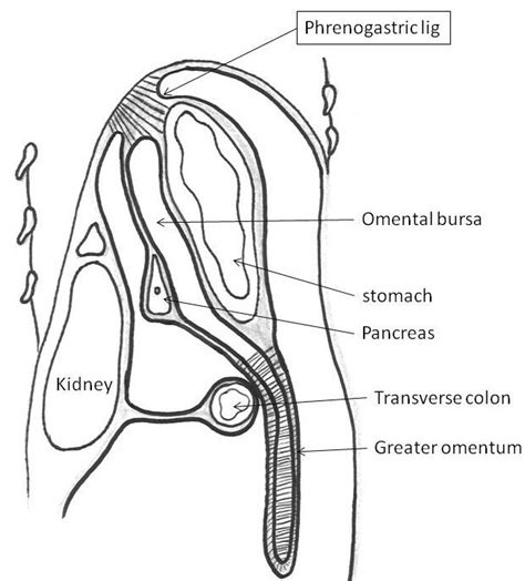 Sagittal section showing the Phrenogastric ligament. This ligament ...