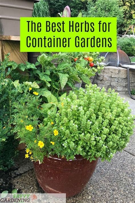 The 7 best herbs for container gardening | Container herb garden, Container gardening, Pallets ...