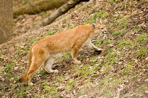 Mountain lions possible but rarely confirmed in Missouri | Missouri ...