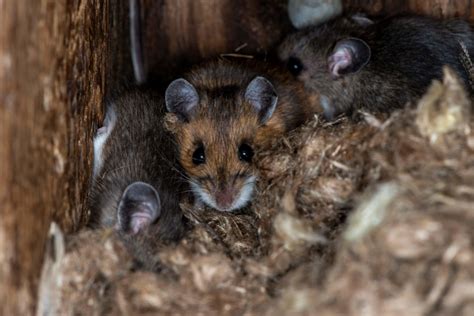 What Does Mouse Poop Look Like: Identification Tips from Pest Control Experts - Precise Termite ...