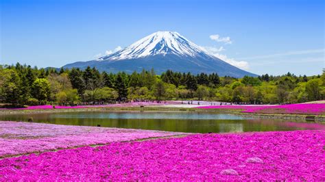 Moss Phlox In Japan: Best Times And 16 Top Places To See This Stunning Flora