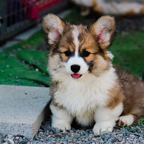 Very fluffy corgi puppy Z | Fluffy corgi puppies, Corgi, Corgi puppy