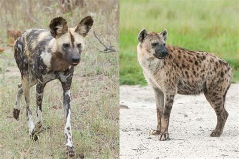 Wild Dogs Vs Hyena: What’s The Difference?