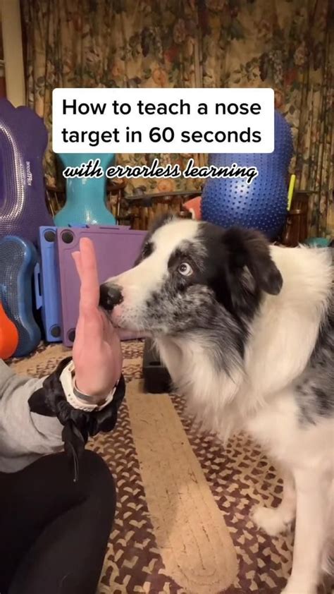 How to Teach a Nose Target in 60 Seconds with Errorless Learning | Dog ...