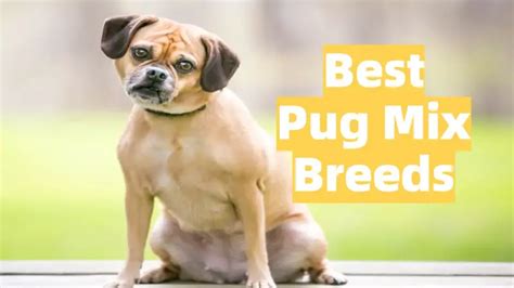 Pug Mix Breeds: Your Guide in Choosing the Perfect Little Canine to Take Home! | MrsDoggie