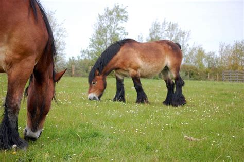 Draught horses | Horses, Draft horses, Beautiful horses