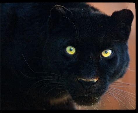 BLACK PANTHER EYES | Animals beautiful, Animals, Pets