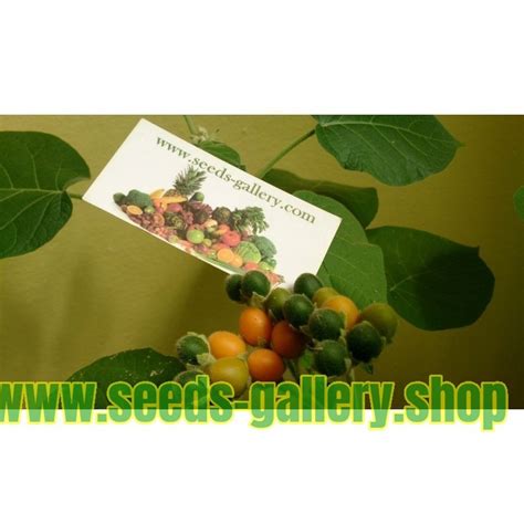 Dwarf Tamarillo Seeds (Solanum abutiloides) - Price €2.05