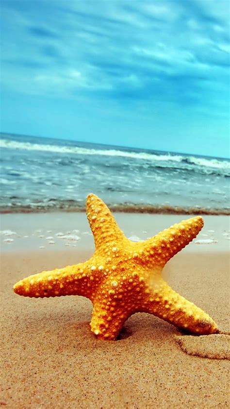 Beach and Starfish Wallpaper - WallpaperSafari