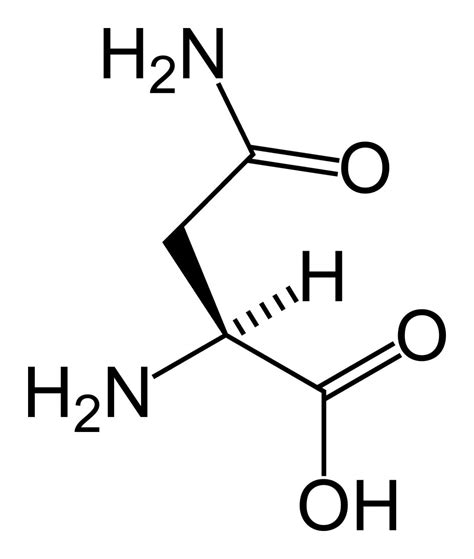 Asparagin - Türkçe Bilgi