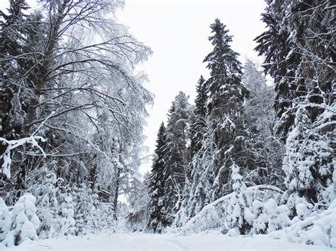 A very snowy road in Finland [4608X3456] - Nature/Landscape Pictures