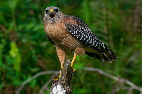 Why Do Hawks Screech? 5 Reasons for This Behavior - Optics Mag