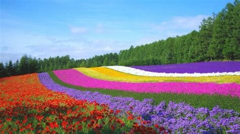 Hokkaido Flower Calendar 2019 | Best Flower Site