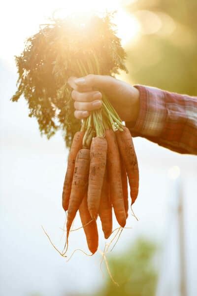 10 Best Organic Pesticides for Vegetables [2023]