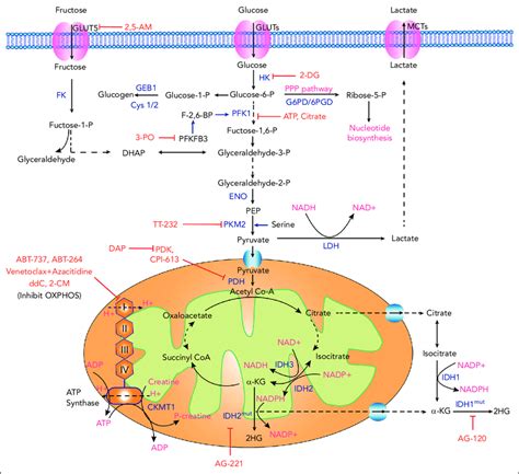 Glycolysis and mitochondrial OXPHOS in AML and relevant therapeutic ...