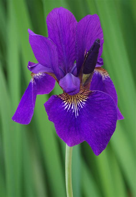 Fichier:Siberian Iris Iris sibirica Top Side View Green 2000px.jpg — Wikipédia