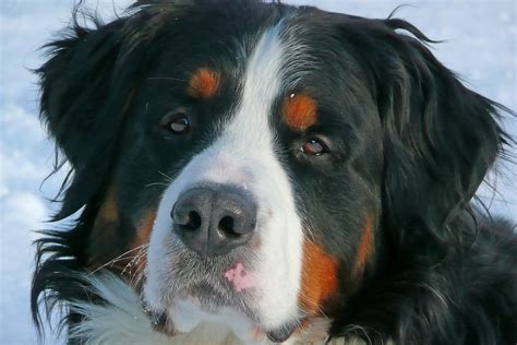 Managing Bernese Mountain Dog Shedding | Canna-Pet®