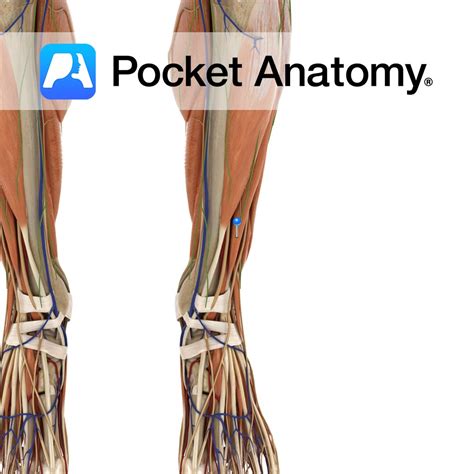 Extensor digitorum longus - Pocket Anatomy