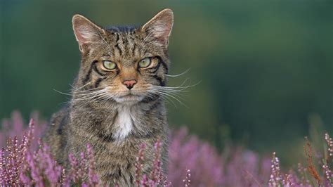 Scottish wildcat information | Trees for Life