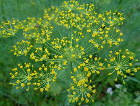 Dill flowers in my garden on July 16, 2020, Natalya B. Parris's, NBP photo | Nature photography ...