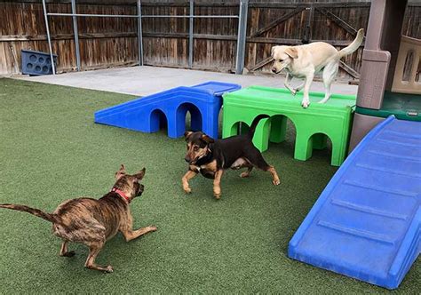 Dog Daycare | Boarding & Beyond