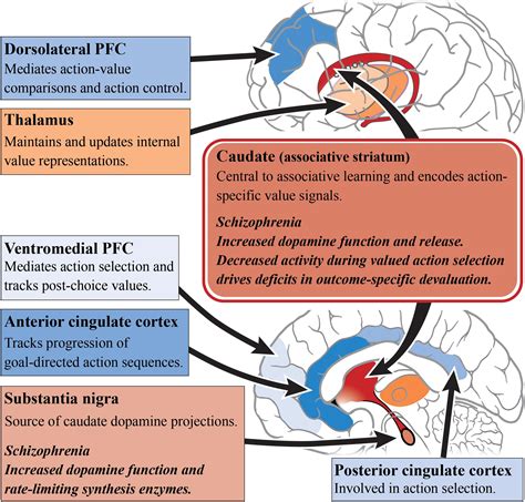 Frontiers | Subcortical Dopamine and Cognition in Schizophrenia ...