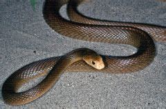 Coastal Taipan Facts and Pictures